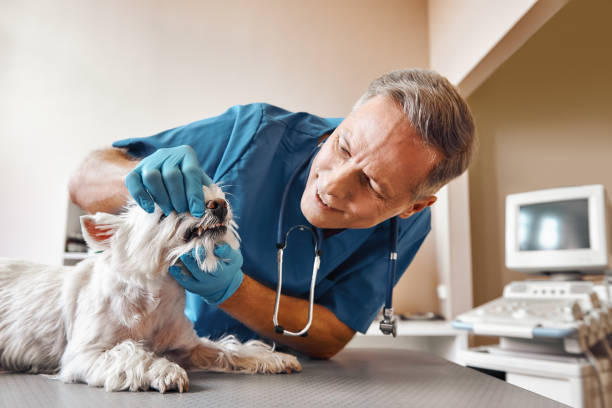 Best Emergency Treatment for Dental Infections or Abscesses in Pine Castle, FL